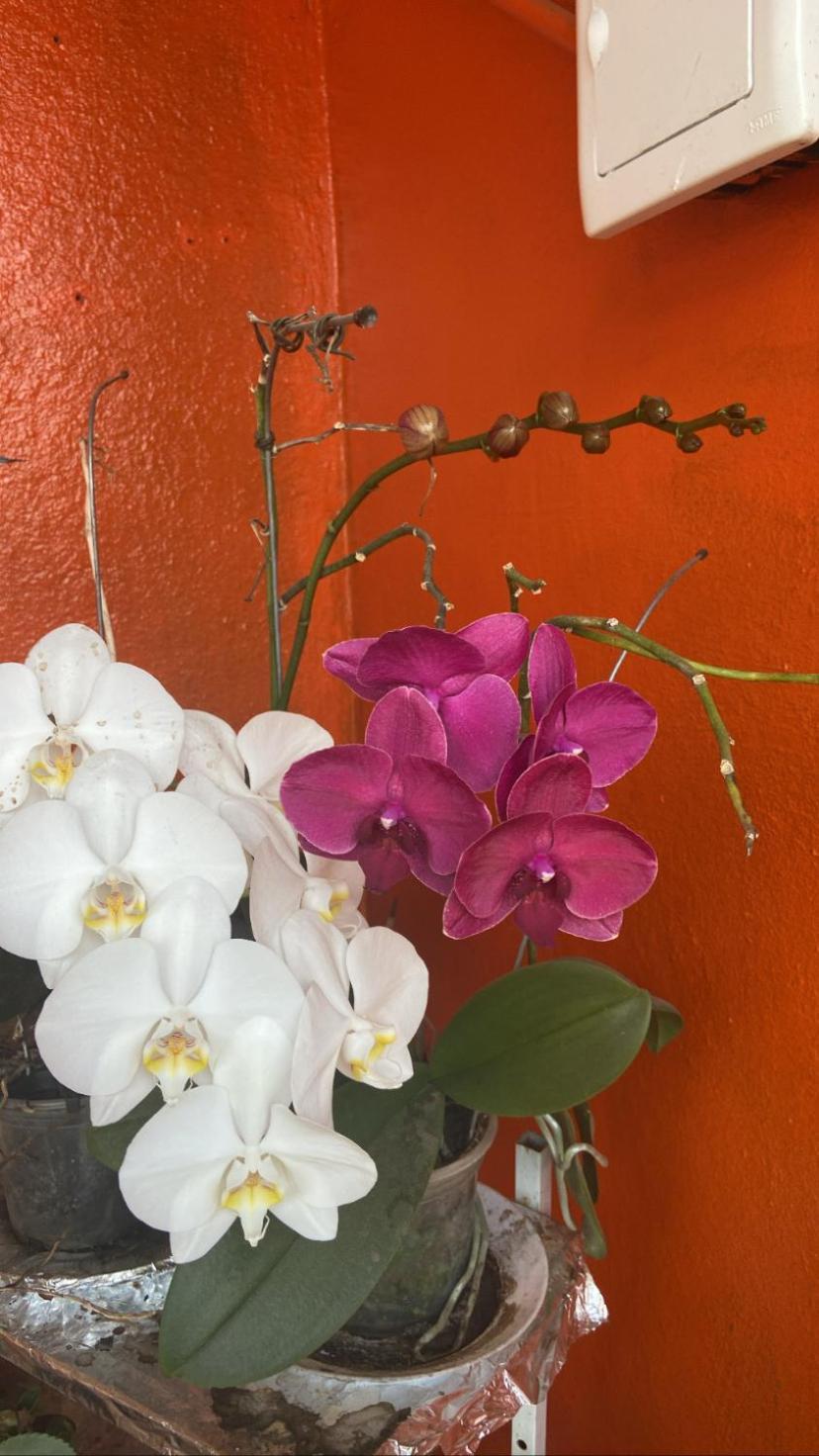 Pousada Fraga パラチ エクステリア 写真